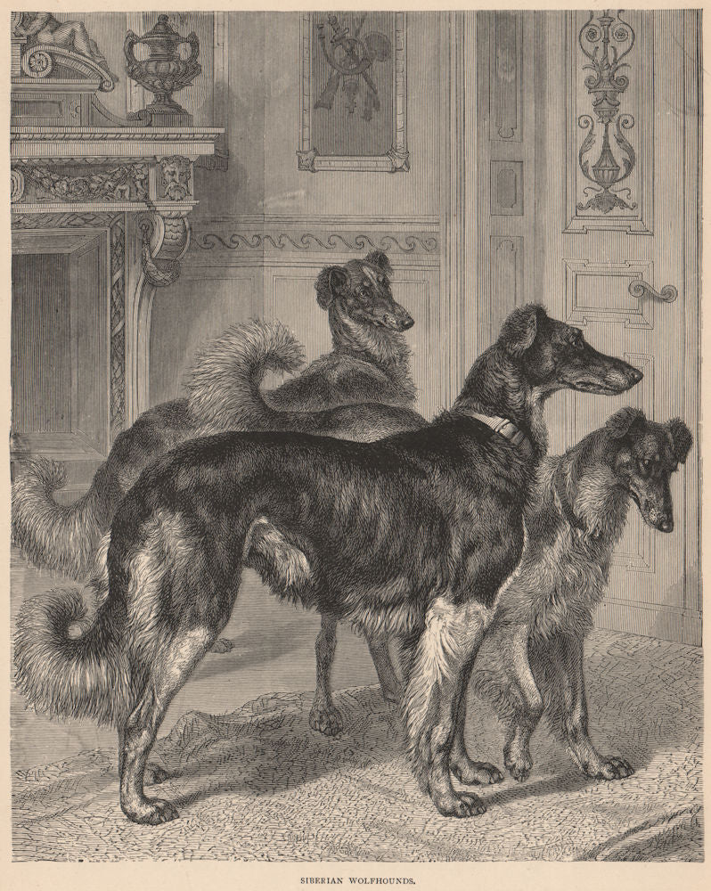DOGS. Siberian Wolfhounds 1881 old antique vintage print picture